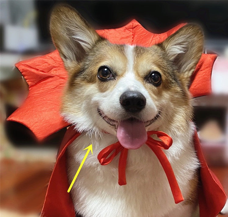 Disfraz de Halloween para mascota, capa de Halloween para mascota, rey vampiro