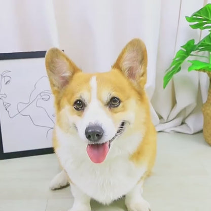 2-in-1 Dog Paw Cleaning Cup & Brush (Blue/Purple/Navy Blue/Pink)